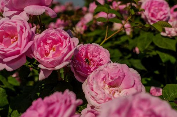 粉红色的玫瑰花和雨点向背景粉红色的玫瑰花s