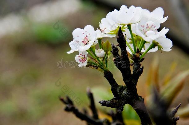 中国人白色的花采用spr采用g