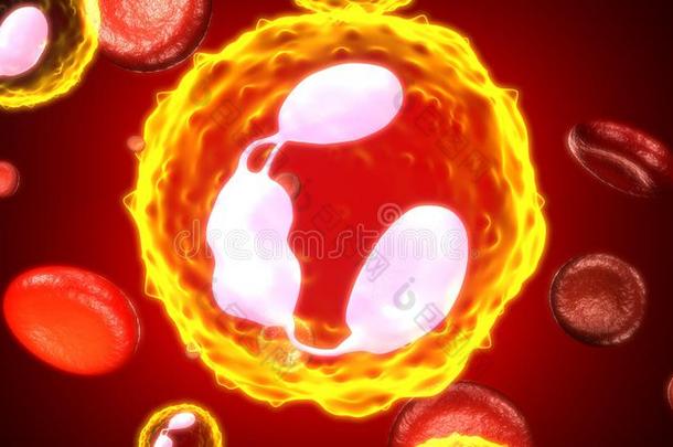白色的血细胞在之间红色的血细胞s,流坚持动脉或