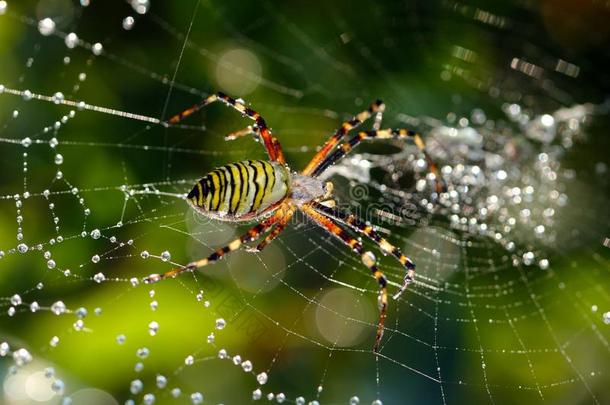 水平的谷物金蜘蛛和满的关于水网