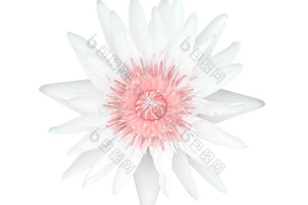 单一的百合花莲花芽花白色的花瓣和软的粉红色的花粉