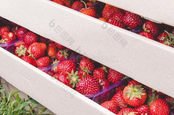 一新鲜的<strong>农作物</strong>关于成熟的红色的<strong>有机</strong>的草莓谎言采用一c一rdbo一r