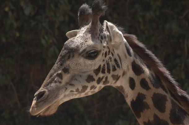 漂亮的西非洲的长颈鹿舌头出局-Los安杰利斯的简称安杰利斯动物园