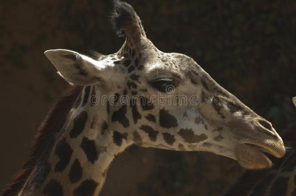 漂亮的西非洲的长颈鹿采用<strong>侧面</strong>-Los安杰利斯的简称安杰利斯动物园