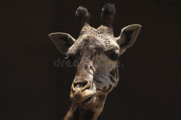 西非洲的长颈鹿咀嚼反刍的食物-Los安杰利斯的简称安杰利斯动物园