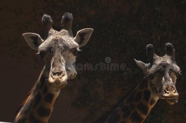 两个漂亮的西非洲的长颈鹿看在照相机色调出局-Los一geles的简称一