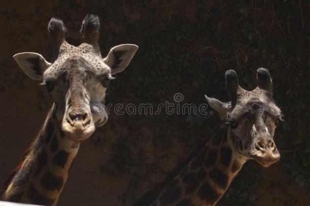 两个漂亮的西非洲的长颈鹿看在照相机-Los安杰利斯的简称安杰利斯动物园