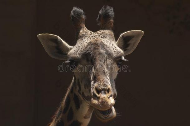 漂亮的西非洲的长颈鹿咀嚼反刍的食物在Los安杰利斯的简称安杰利斯动物园