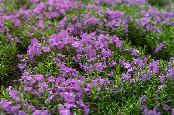 祖母绿蓝色,紫色的爬行草夹竹桃属植物亚乌拉塔采用假山花园