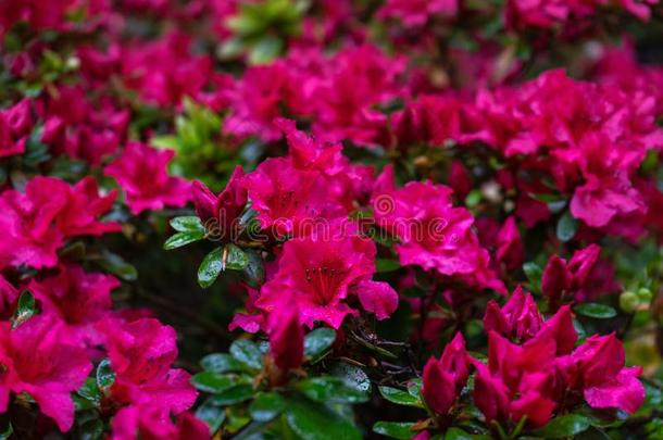 粉红色的花关于杜鹃花,杜鹃花同样地自然背景