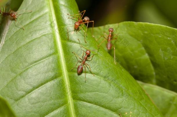 关在上面人群红色的蚂蚁向绿色的叶子采用自然在泰国