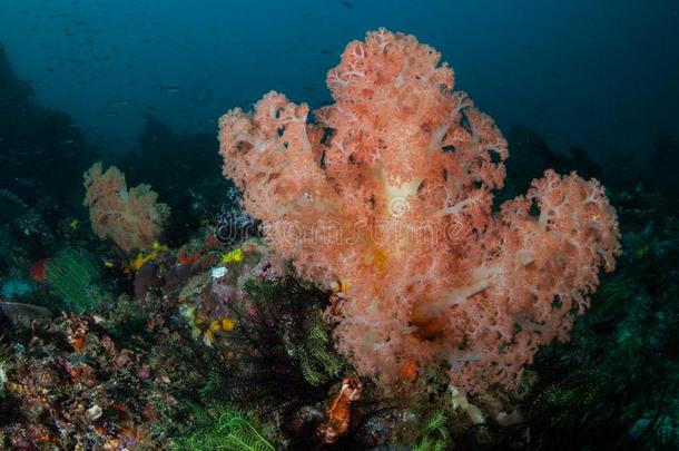 富有色彩的软的珊瑚向深的,不同的珊瑚礁
