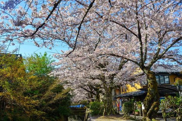 樱桃花樱花采用京都,黑色亮漆