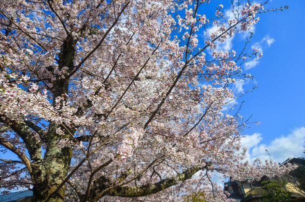 樱桃花樱花采用京都,黑色亮漆