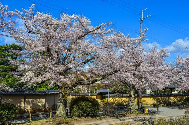 樱桃花樱花采用京都,黑色亮漆