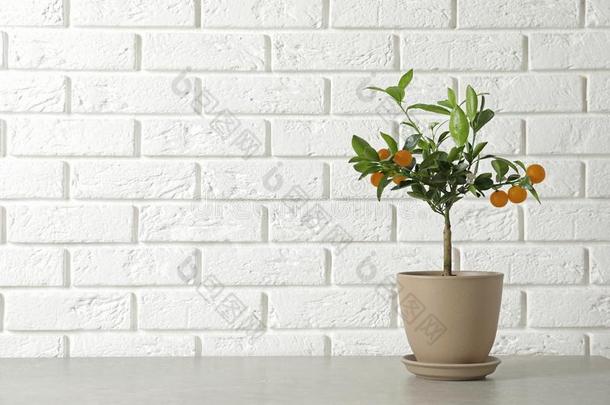 盆栽的柑橘属果树树向表反对砖墙