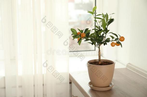 <strong>盆栽</strong>的柑橘属<strong>果树</strong>树向表在近处窗在室内