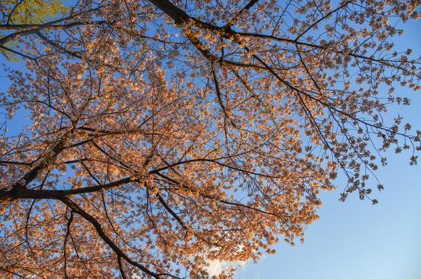 樱桃花樱花采用京都,黑色亮漆