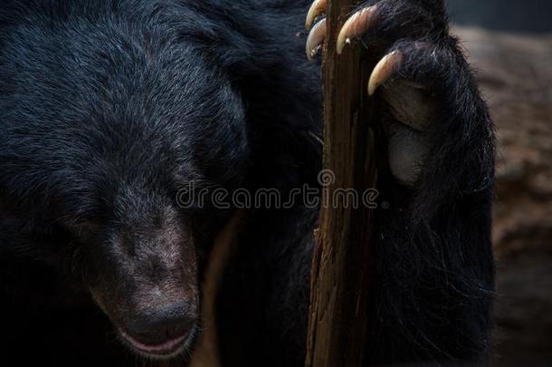 特写镜头向面容关于成熟的台湾黑的熊佃户租种的土地木制的粘贴