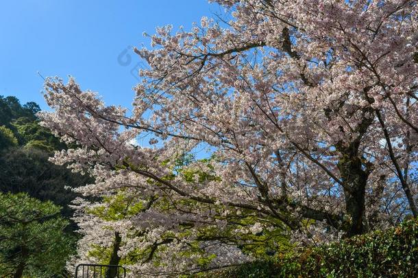 樱桃花樱花采用京都,黑色亮漆