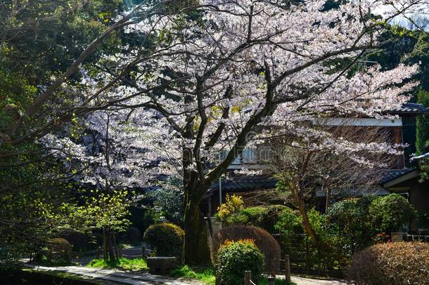 樱桃花樱花采用京都,黑色亮漆