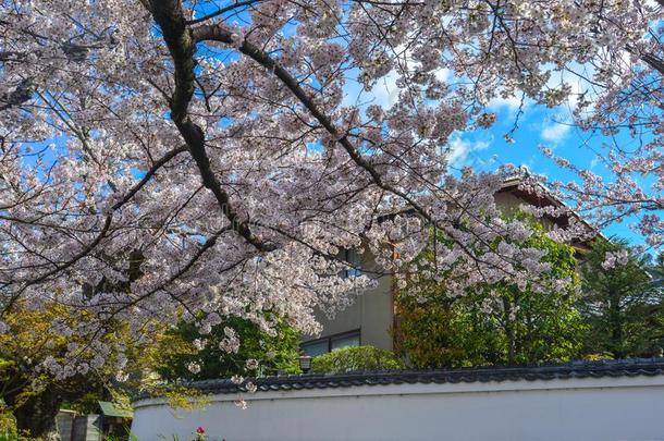 樱桃花樱花采用京都,黑色亮漆