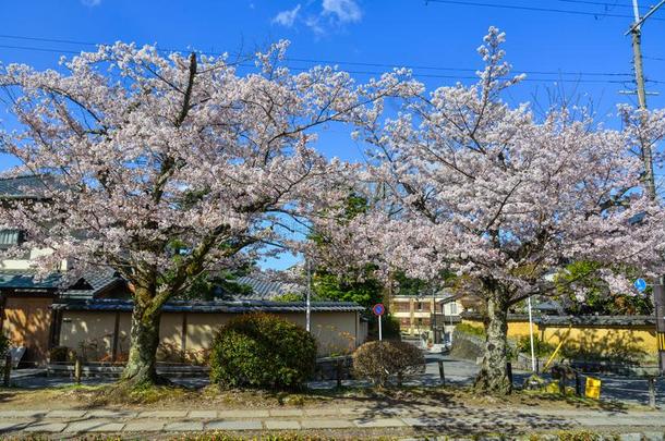 樱桃花樱花采用京都,黑色亮漆