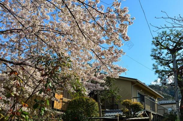 樱桃花樱花采用京都,黑色亮漆