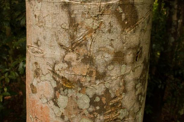 质地关于木材采用指已提到的人丛林关-在上面.亚马逊河ra采用forest.亚马逊