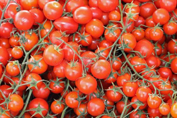 新近<strong>精选</strong>的成熟的红色的番茄樱桃类型为卖