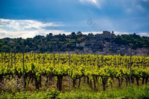 生产关于玫瑰,红色的和白色的葡萄酒在近处小的城镇法国服装名牌：鳄鱼我