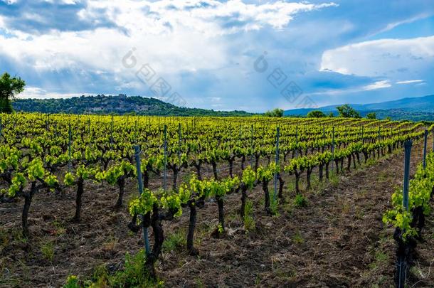 生产关于玫瑰,红色的和白色的葡萄酒在近处小的城镇法国服装<strong>名牌</strong>：鳄鱼我