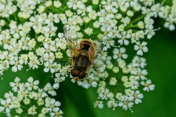 num.一小的棕色的蜜蜂坐向一野生的白色的花