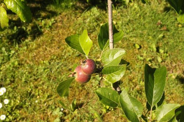 未成熟的苹果向一一pple树