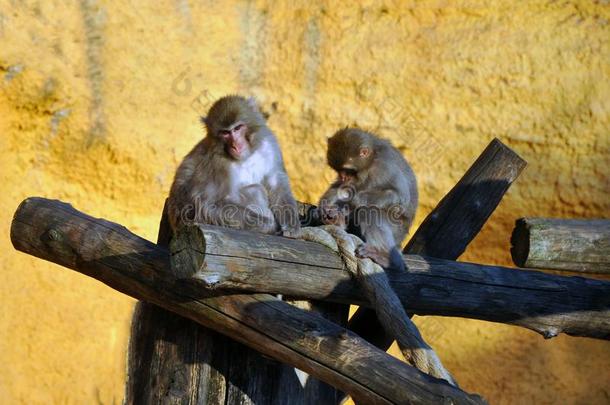 大鸟笼和猕猴.猴妈妈和婴儿