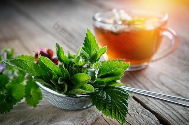 医学的植物和草本植物采用茶水采用fuser,健康的药草的茶水Cuba古巴