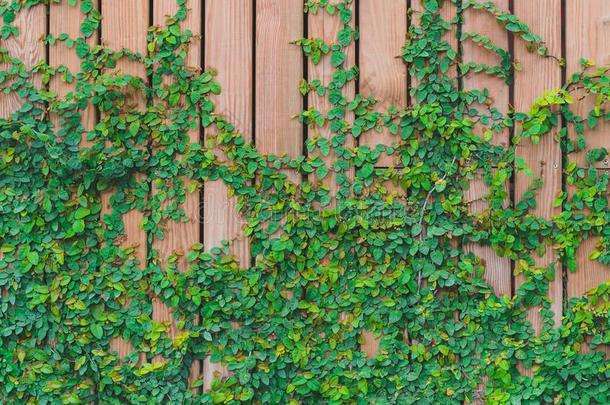 美丽的绿色的常春<strong>藤树</strong>叶攀登的向木制的墙.木材木板