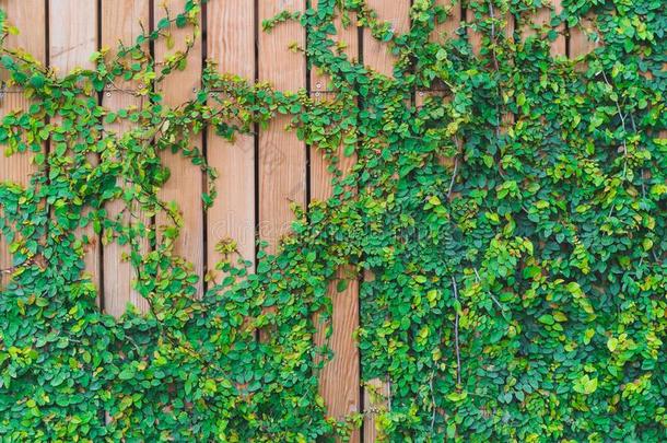 美丽的绿色的常春<strong>藤树</strong>叶攀登的向木制的墙.木材木板
