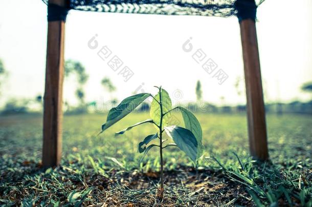 小的生长的园艺农场成果植物树农作物和框架FaroeIslands法罗群岛