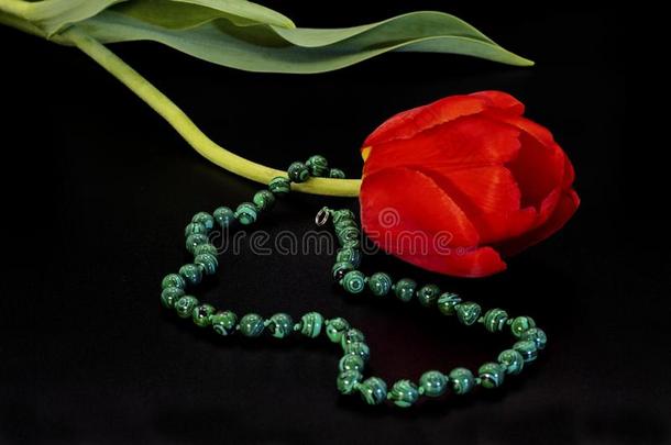 明亮的绿色的小珠子和一红色的郁金香和绿色的le一ves