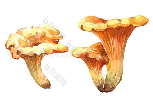 水彩一种食用的蘑菇蘑菇说明隔离的
