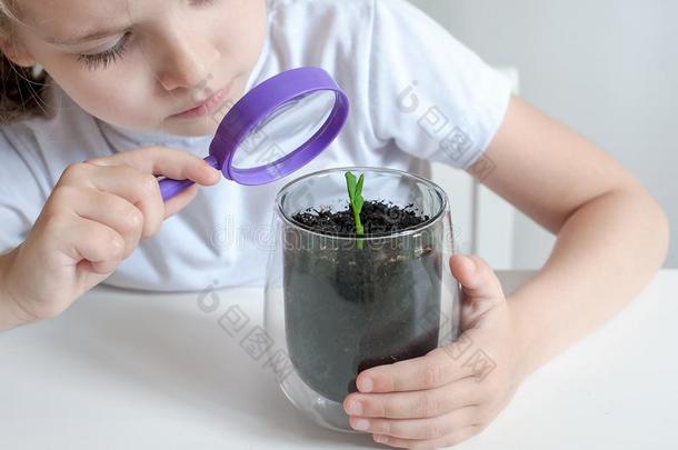 年幼的女孩研究小的植物采用基本的科学班.children儿童