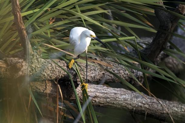 下雪的白鹭,皮克尼岛野生的鸟兽等避难,南方卡罗莱纳州