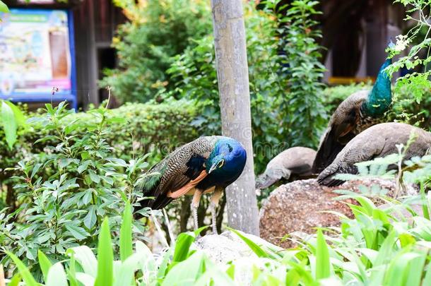 茶守护神泰国12月262019看见鸟在茶守护神鸟爸