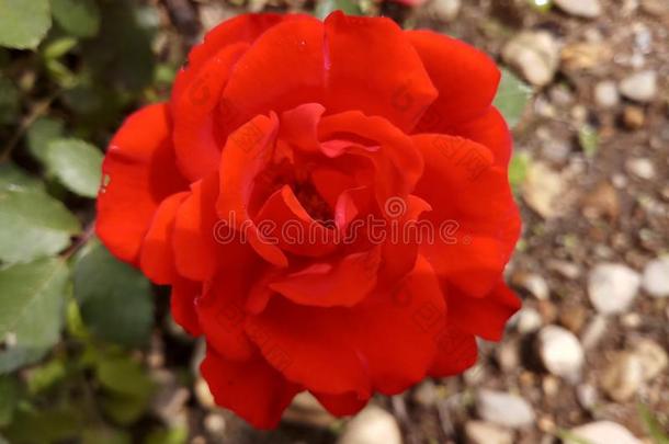 红色的玫瑰芽自然花园