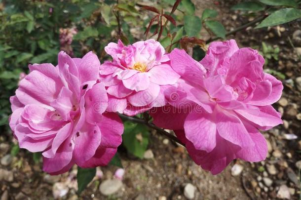 粉红色的玫瑰芽自然花园