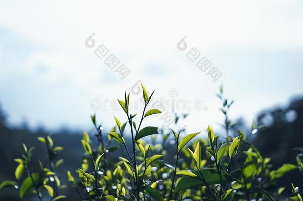 绿色的茶水,茶水树,茶水树叶,阿萨姆邦茶水黑暗的叶子