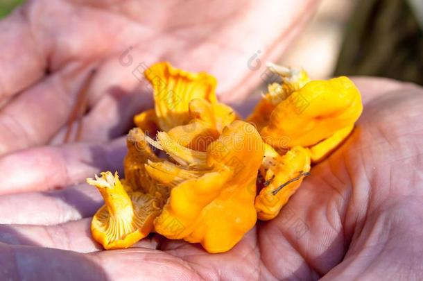 很少的精选的在上面黄色的假喇叭菌土黄色的脚一种食用的蘑菇软而稠的混合物或块