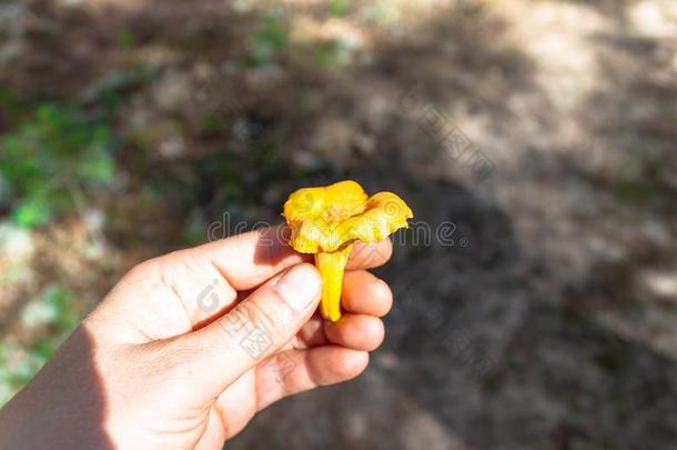 女人手采摘在上面可以吃的黄色的假喇叭菌<strong>土</strong>黄色的脚英语字母表的第3个字母