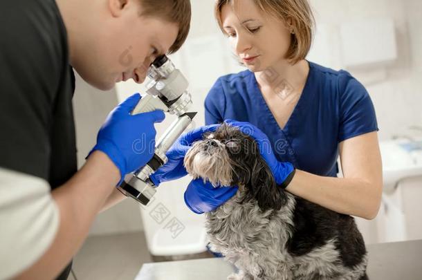兽医的,眼科医生检查指已提到的人受伤的眼睛关于一狗winter冬天